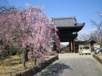 道明寺.JPG
